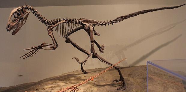 Deinonychus fossil