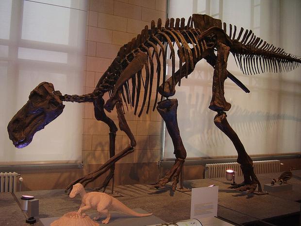 Maiasaura fossil