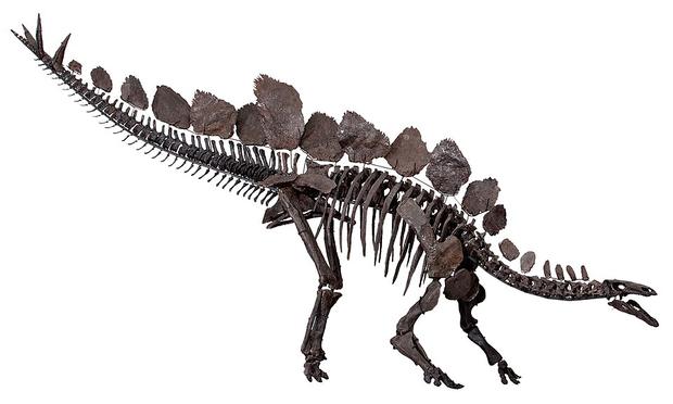 Stegosaurus fossil
