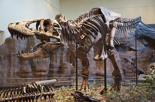 Tyrannosaurus rex fossil