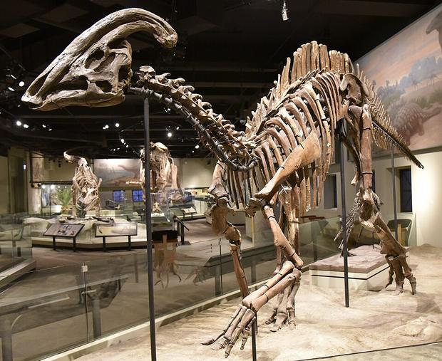 Parasaurolophus fossil