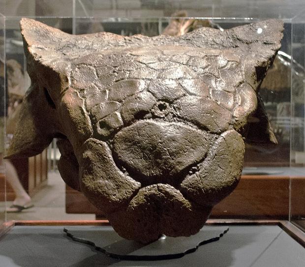 Ankylosaurus fossil