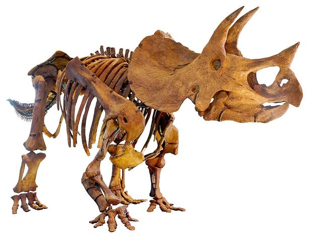 Triceratops fossil