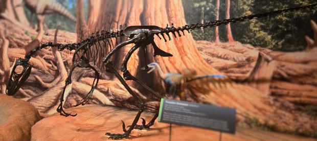 Troodon fossil